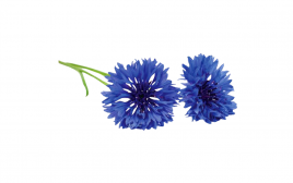 Simply Fresh Corn Flower   Box  10-15 pcs